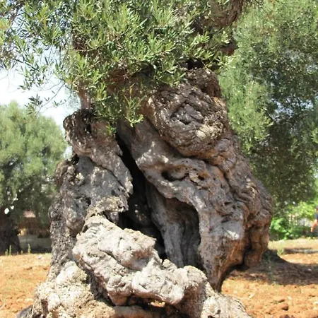 Antica Masseria Carparelli Country house Ostuni
