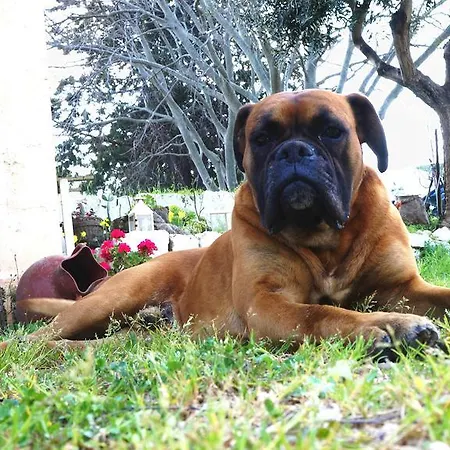 Antica Masseria Carparelli